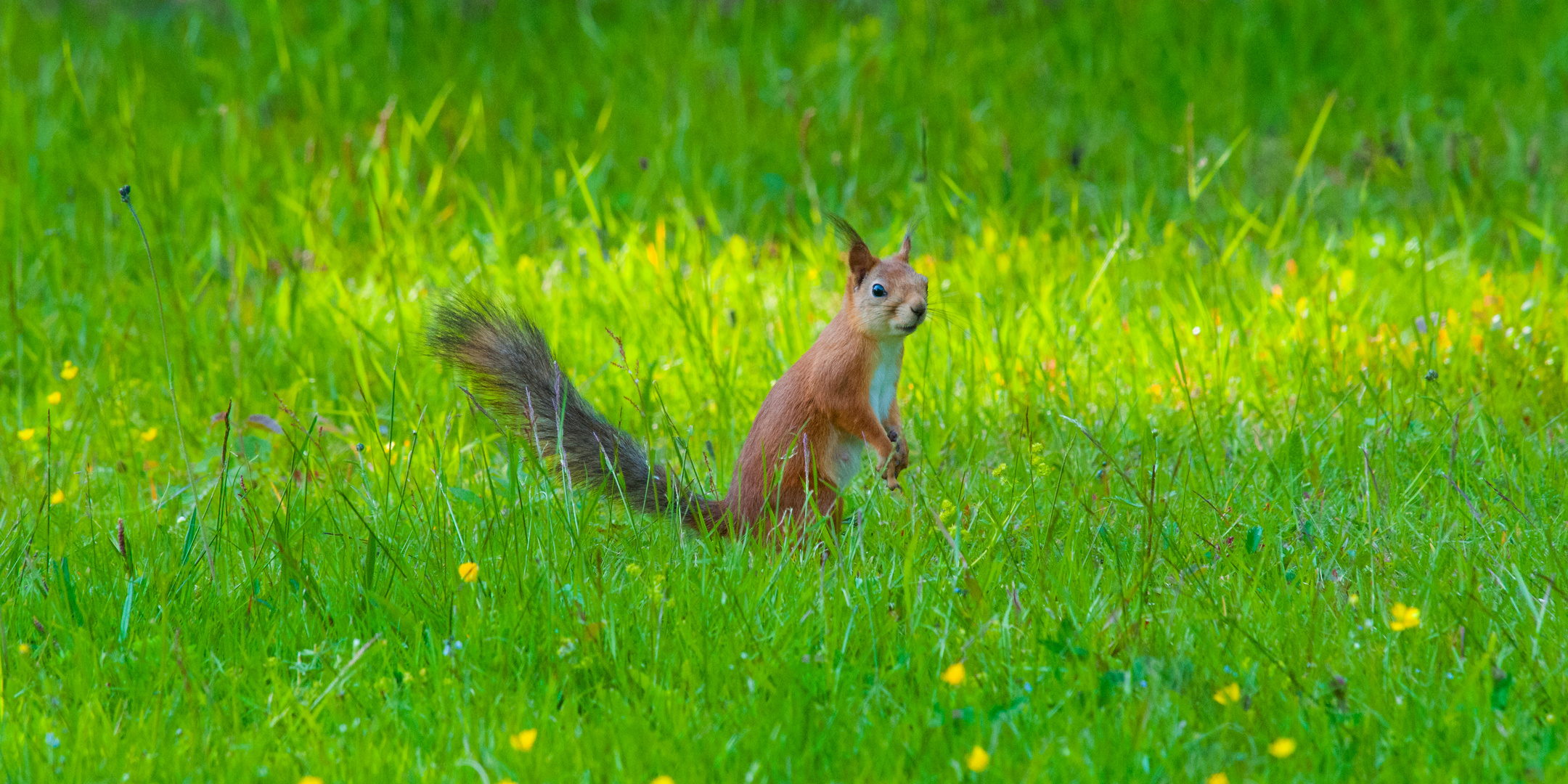 Finnisches Hörnchen