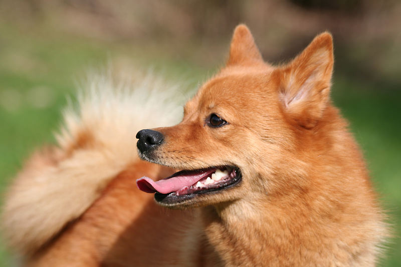 Finnish Spitz