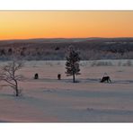 Finnish Sunset