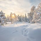 Finnish Winter