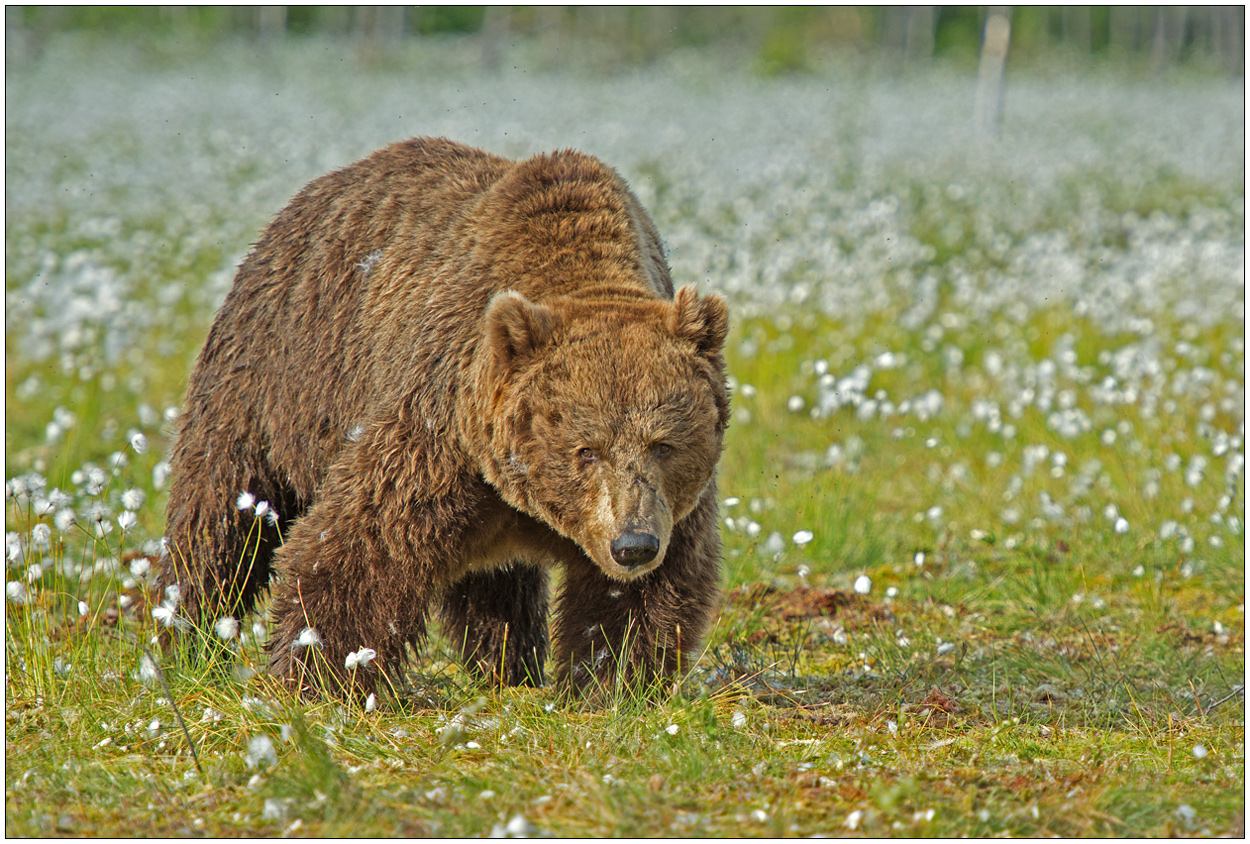 Finnland Bärenland [1] - Ein Bär