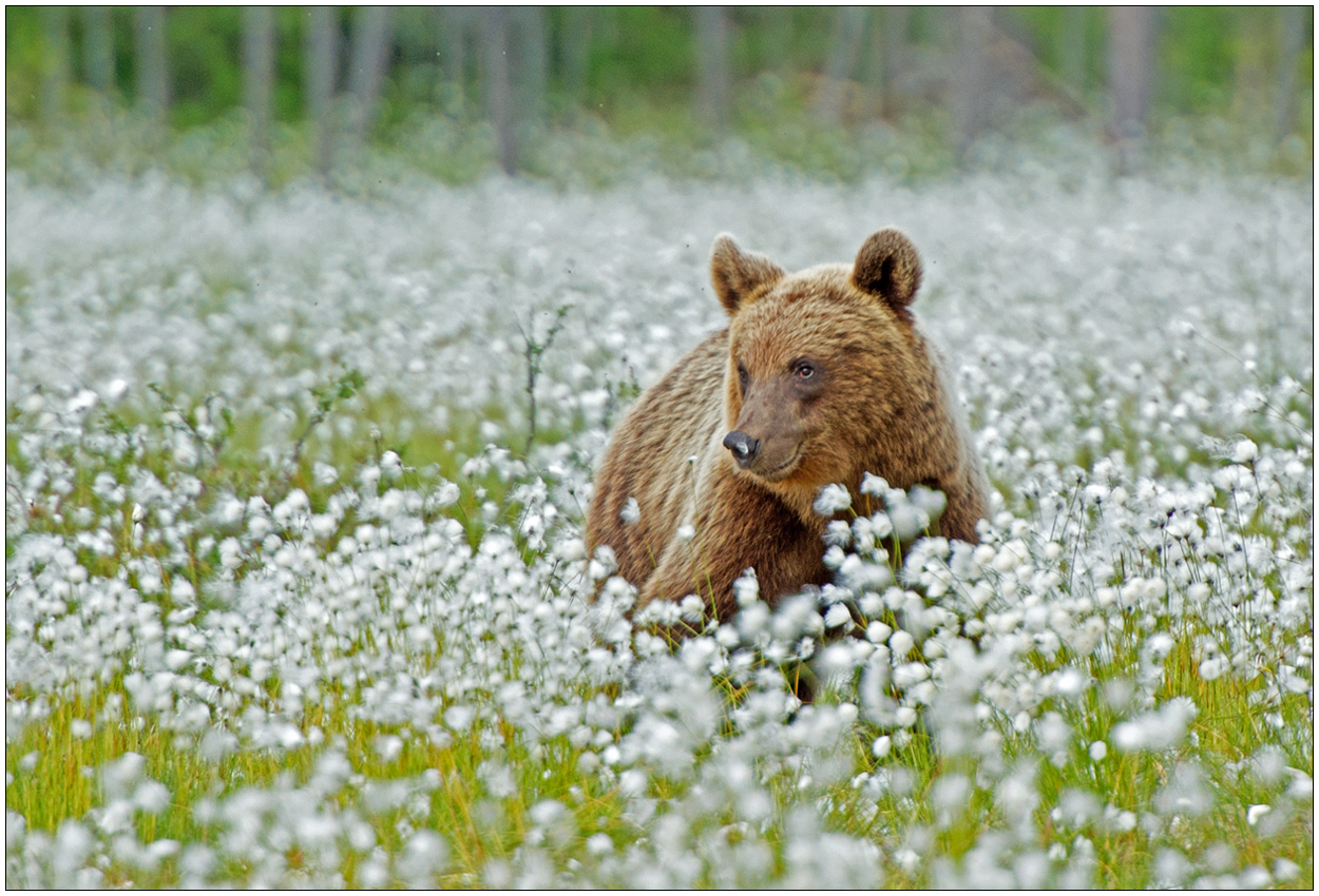 Finnland Bärenland [11] - Wollwiesenbär
