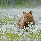 Finnland Bärenland [11] - Wollwiesenbär