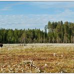 Finnland Bärenland [21] - Sumpf