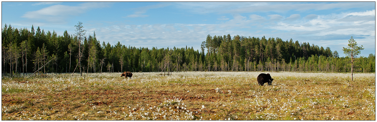 Finnland Bärenland [21] - Sumpf