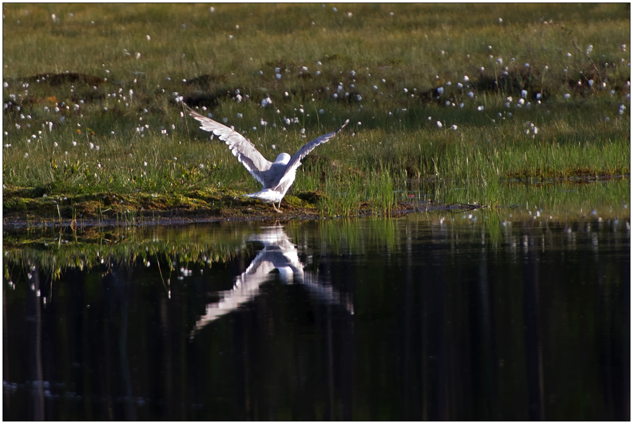 Finnland Bärenland [25] - Doppelte Möwe