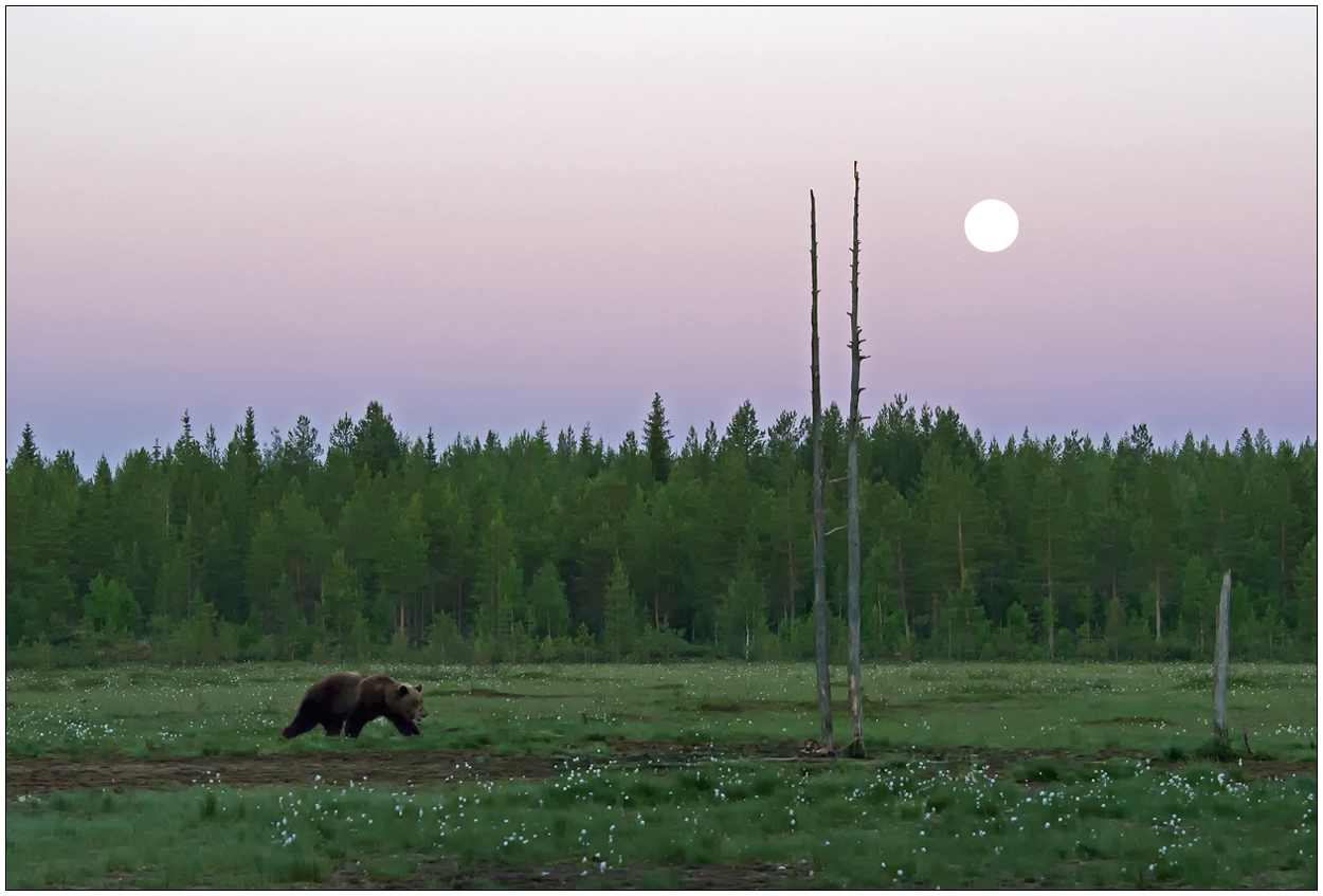 Finnland Bärenland [31] - Mitternacht