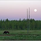 Finnland Bärenland [31] - Mitternacht