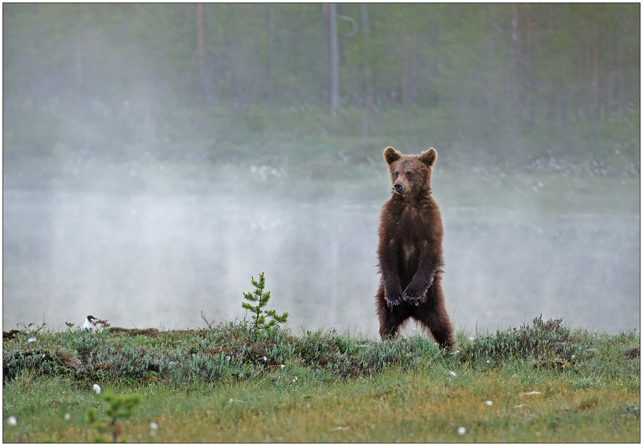 Finnland Bärenland [34] - Nebelbär