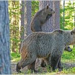 Finnland Bärenland [36] - Ausguck