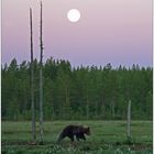 Finnland Bärenland [4] - Mitternacht