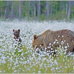 Finnland Bärenland [48] - Guckguck