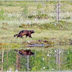 Finnland Bärenland [55] - Gespiegelter Vielfraß