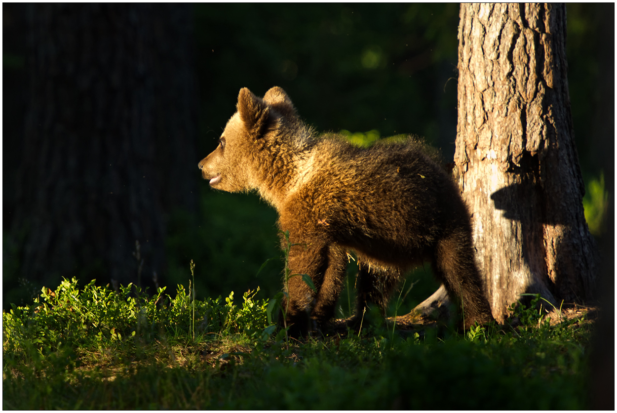 Finnland Bärenland [56] - Der Schattenwerfer