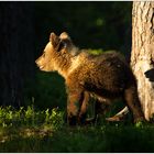 Finnland Bärenland [56] - Der Schattenwerfer