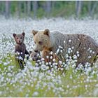 Finnland Bärenland [58] - Guckguck