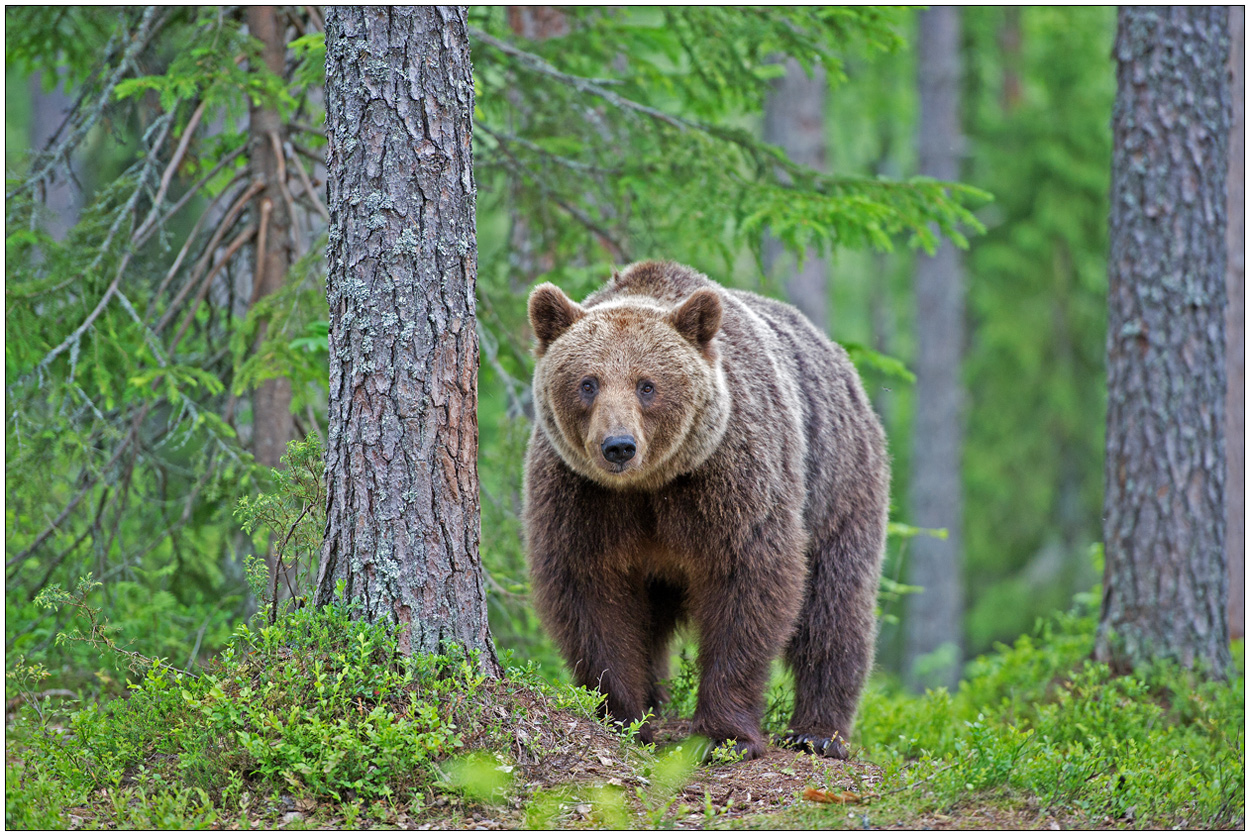 Finnland Bärenland [6] - Großer Teddybär