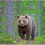 Finnland Bärenland [6] - Großer Teddybär