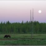 Finnland Bärenland [67] - Tiefste Nacht