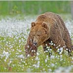 Finnland Bärenland [69] - Der Veteran