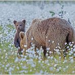 Finnland Bärenland [72] - Neugierig