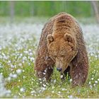 Finnland Bärenland [75] - Der alte Herr