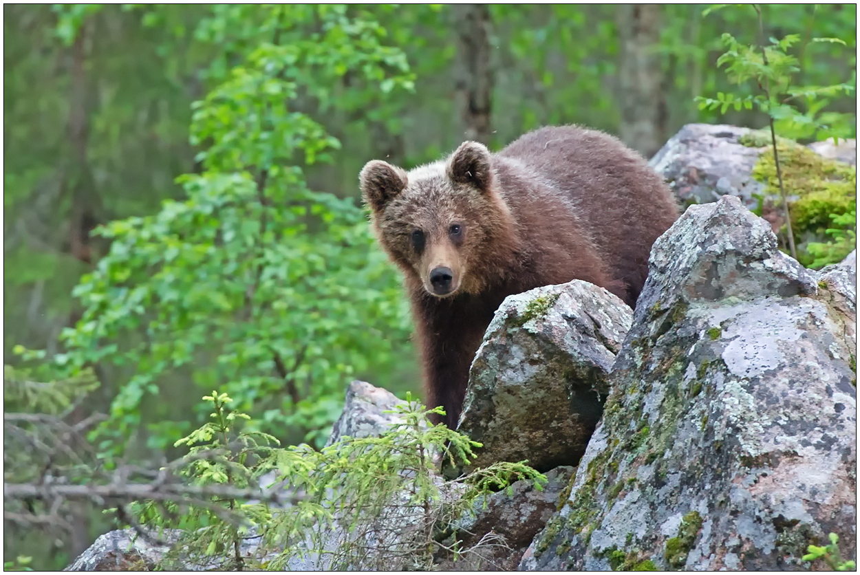 Finnland Bärenland [77] - Tief im Wald