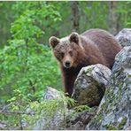 Finnland Bärenland [77] - Tief im Wald