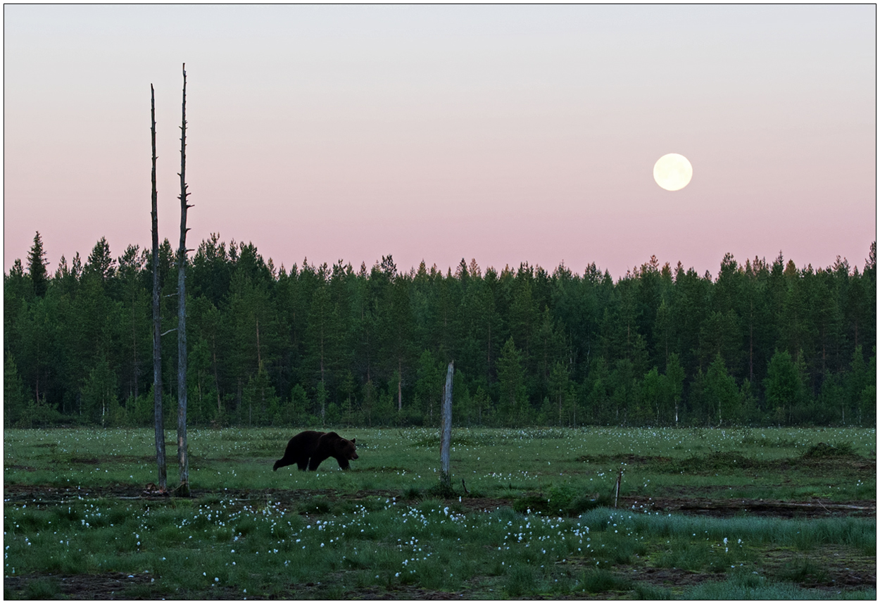 Finnland Bärenland [89] - Vollmond