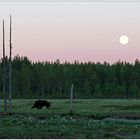 Finnland Bärenland [89] - Vollmond