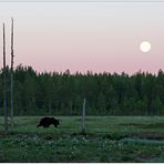 Finnland Bärenland [89] - Vollmond