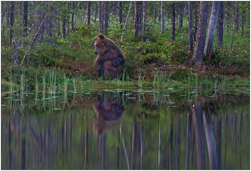 Finnland Bärenland [90] - Balou