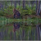 Finnland Bärenland [90] - Balou