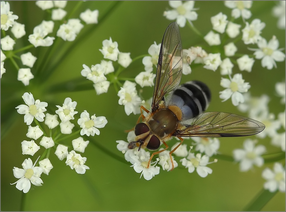 finnland macro