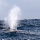 Finnwal beim Blowing