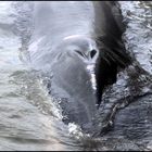 Finnwal-Weibchen - gestorben am 16.8.2012