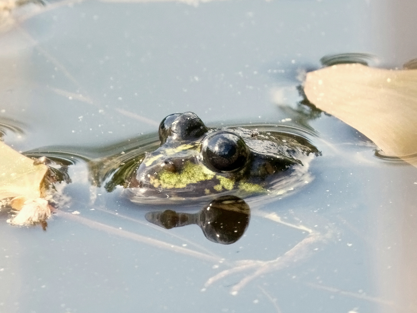 Finsterblick - wenn ein Grünfrosch schwarze Kulleraugen hat