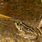 Finsterblick - wenn ein Grünfrosch schwarze Kulleraugen hat