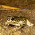 Finsterblick - wenn ein Grünfrosch schwarze Kulleraugen hat