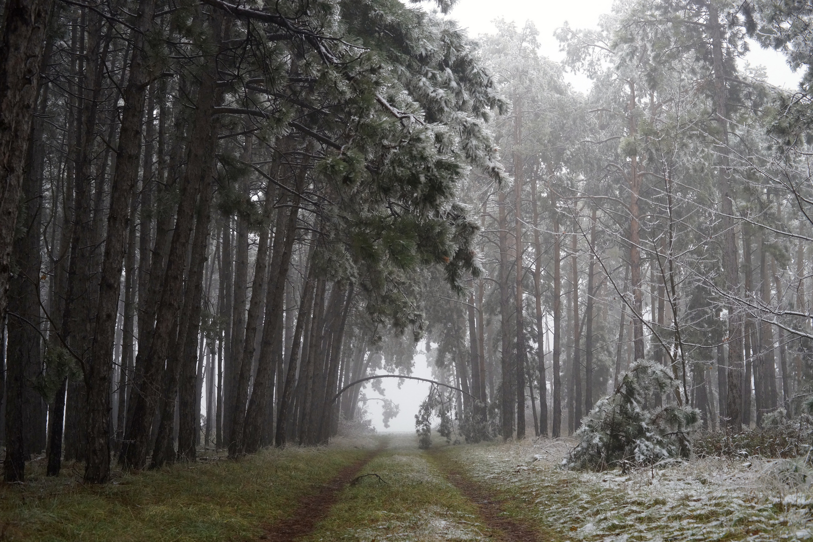 Finsterwald bei Nebel und Eis