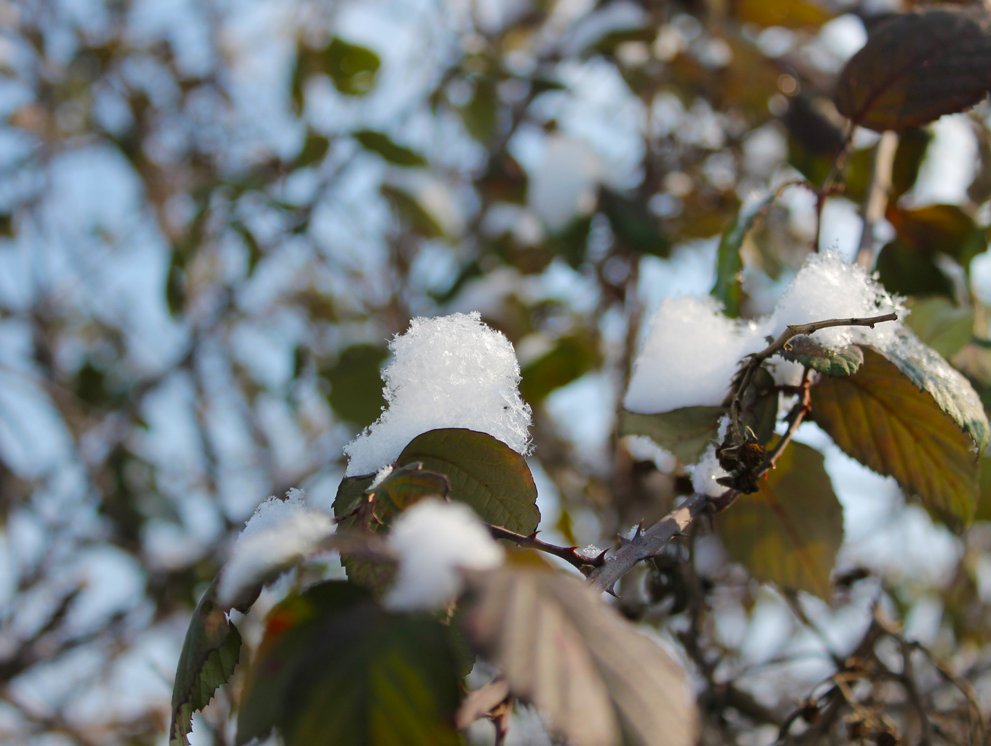 fiocchi di neve