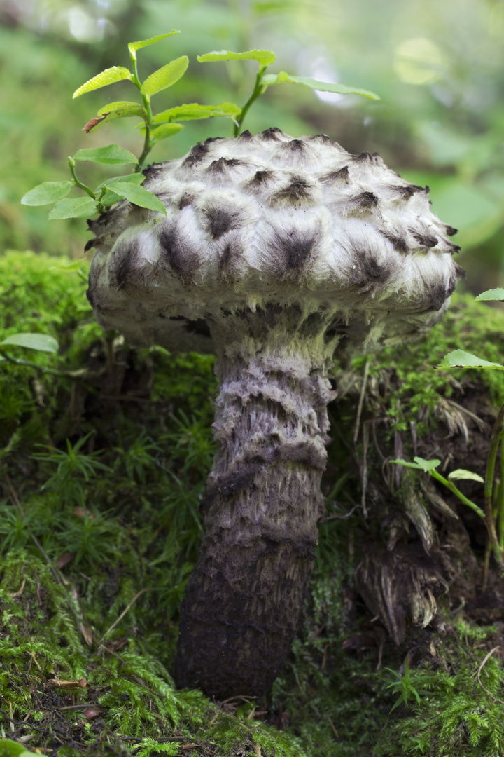 Fioccosa creatura