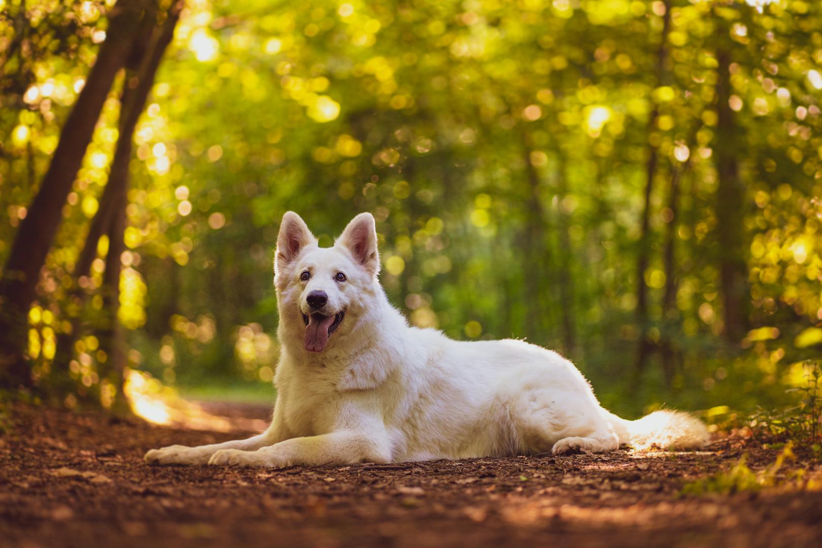 Fiona im Wald