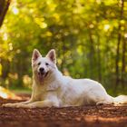 Fiona im Wald