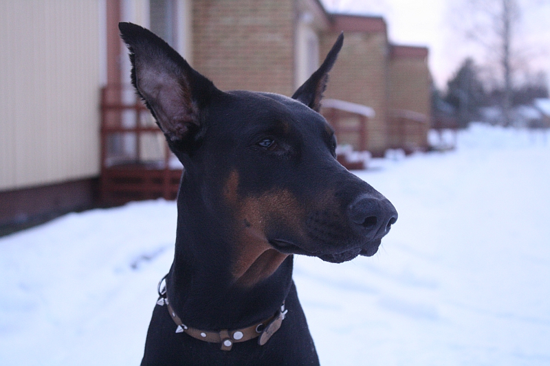 Fiona the Dobermann!