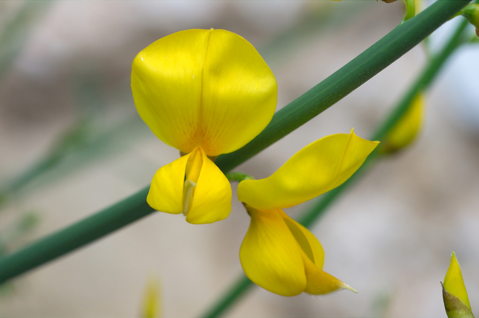 fior di ginestra