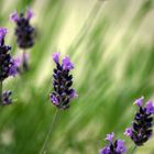 fior di lavanda