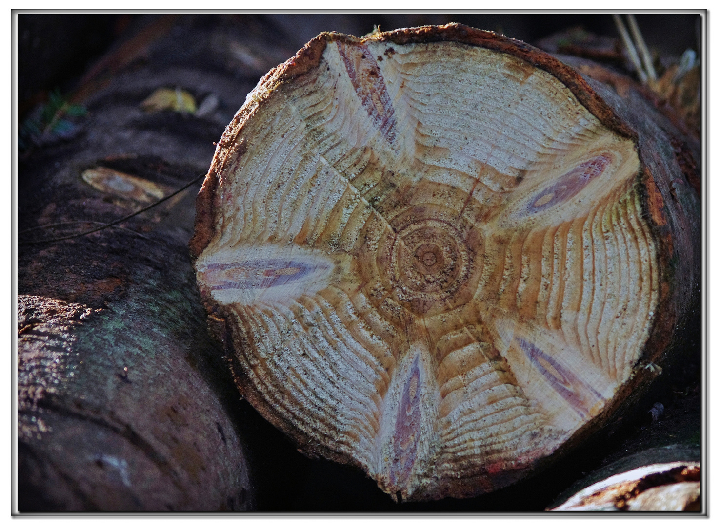 fior di legno.....