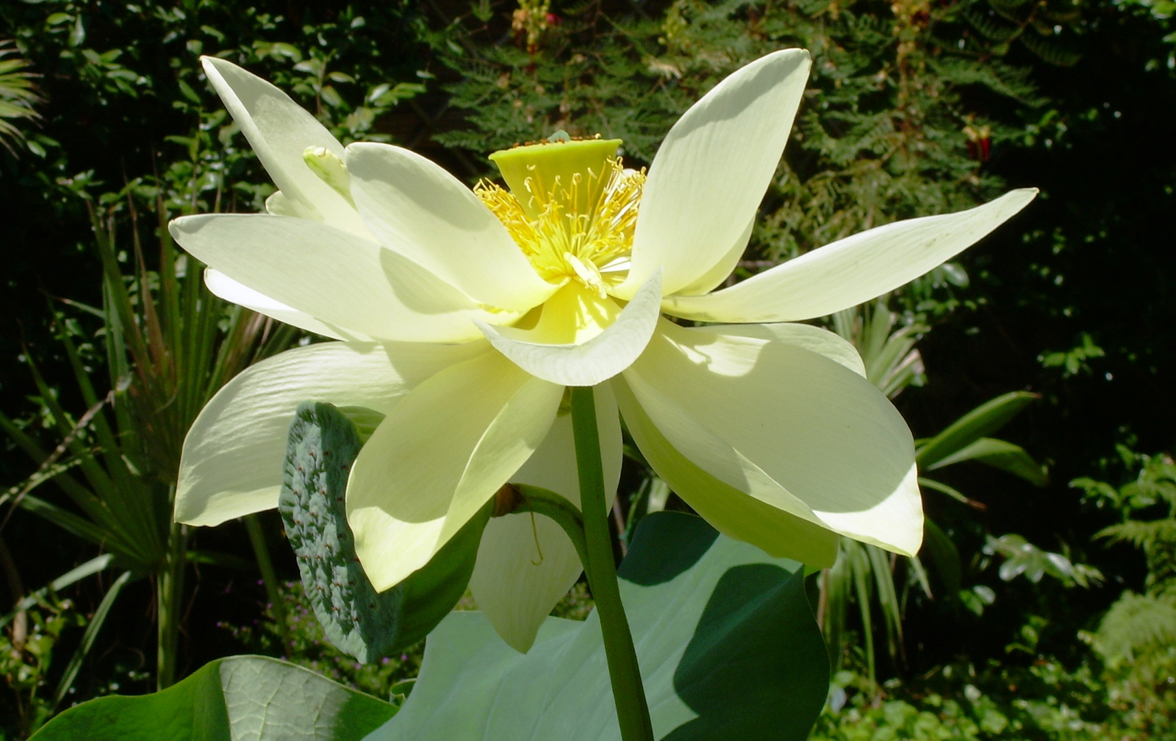 Fior di Loto - da il Giardino "La Mortella" di Ischia