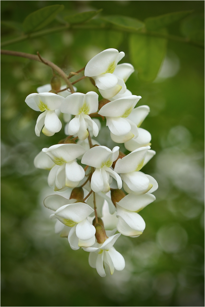 fior di robinia